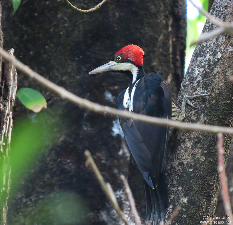 Crimson-crested Woodpecker female adult