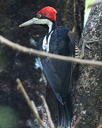 Crimson-crested Woodpecker