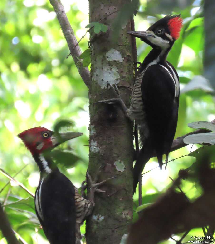 Crimson-crested Woodpeckeradult