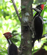 Crimson-crested Woodpecker