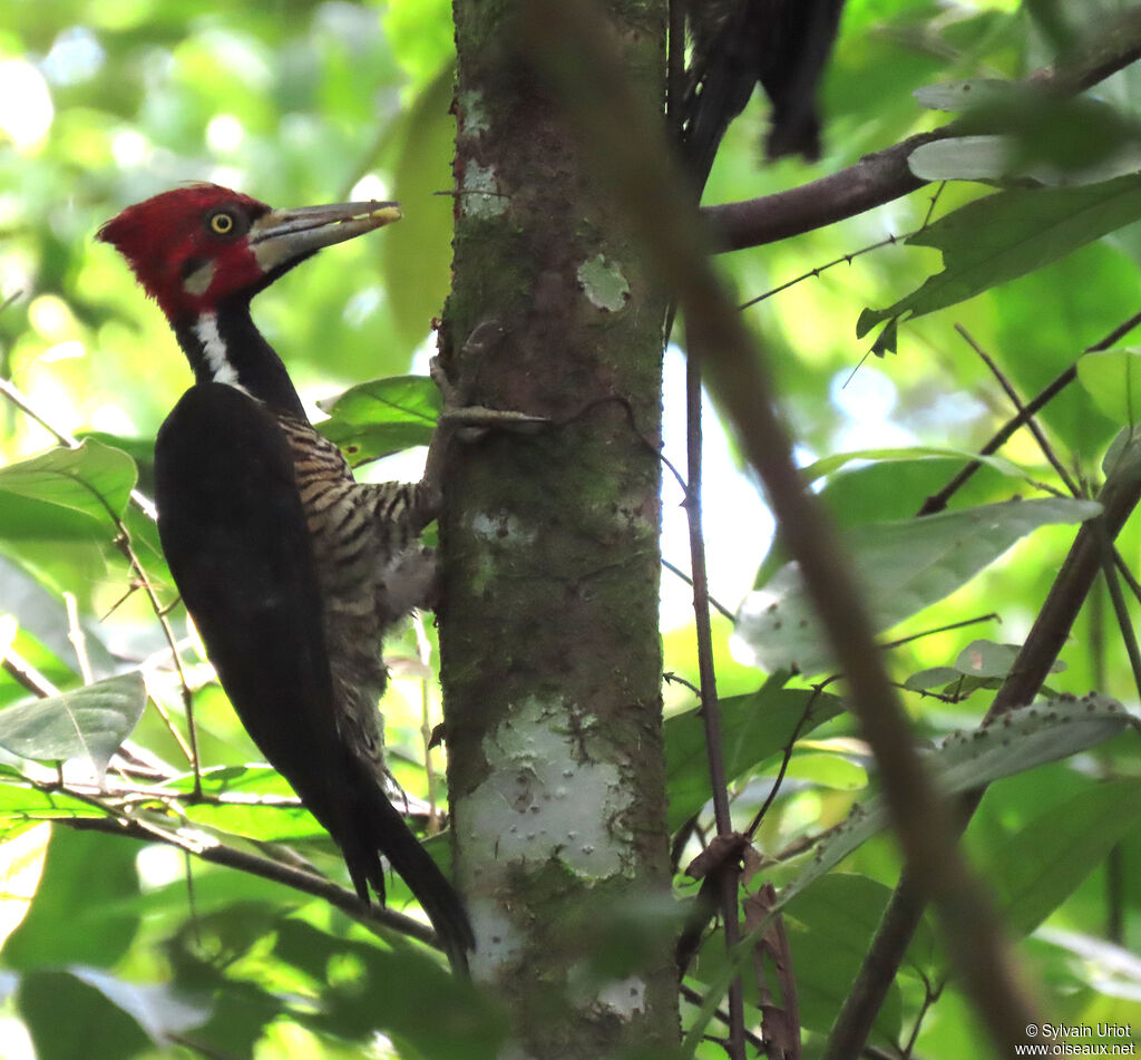 Crimson-crested Woodpecker male adult