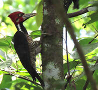 Crimson-crested Woodpecker