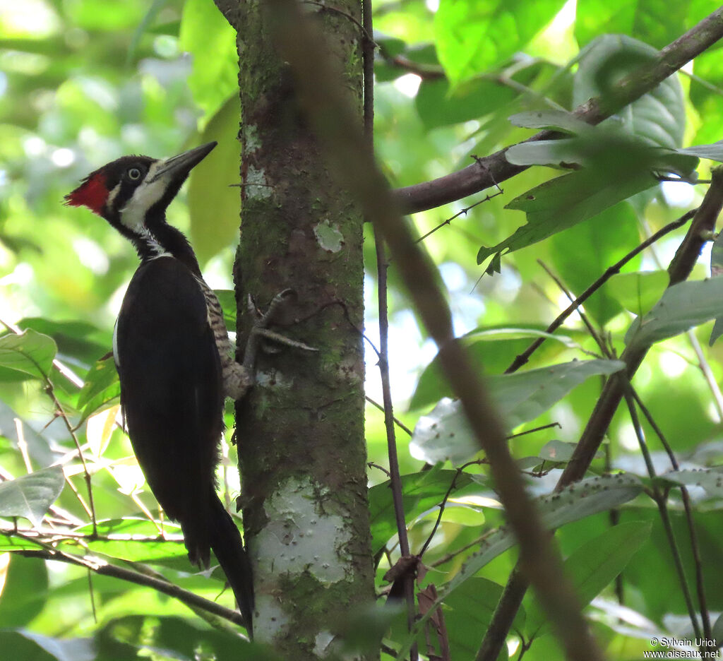 Crimson-crested Woodpecker female adult