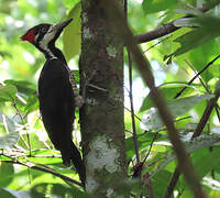 Crimson-crested Woodpecker