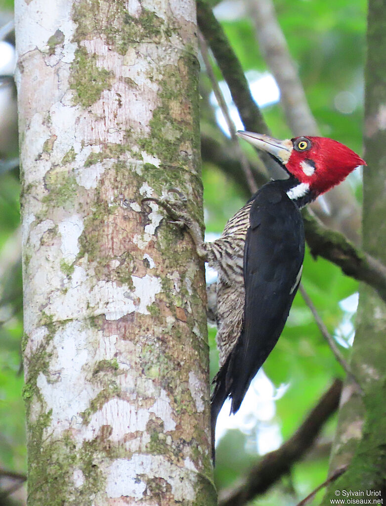 Crimson-crested Woodpecker male adult