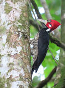 Crimson-crested Woodpecker