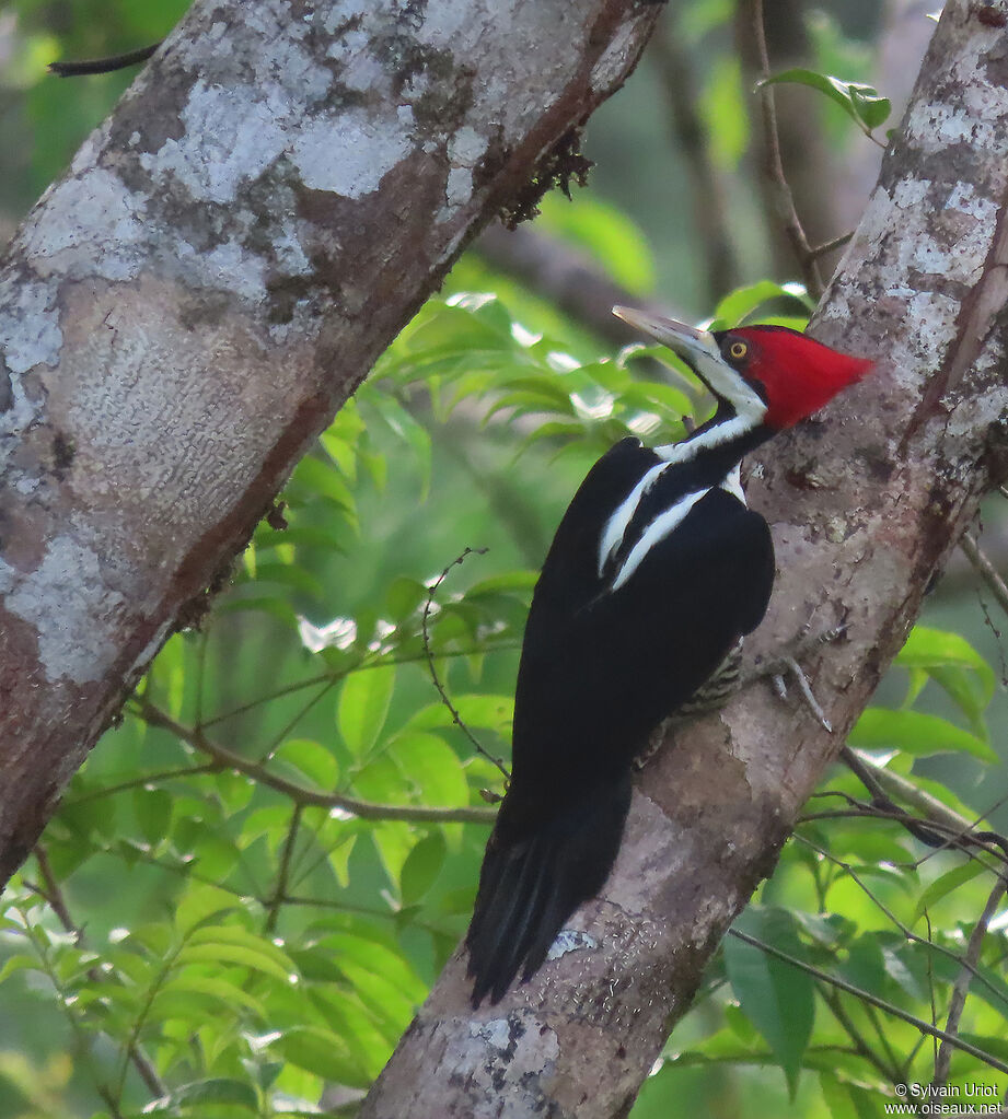 Crimson-crested Woodpecker female adult