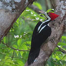 Pic de Malherbe