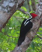 Crimson-crested Woodpecker