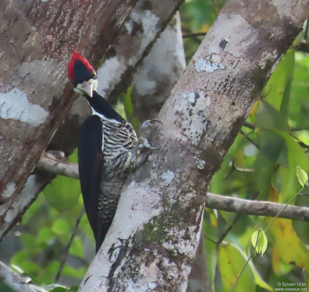 Crimson-crested Woodpecker female adult