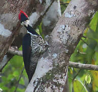 Crimson-crested Woodpecker