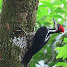 Pic de Malherbe
