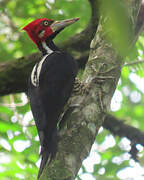 Crimson-crested Woodpecker