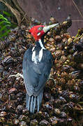 Crimson-crested Woodpecker