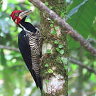 Pic de Malherbe