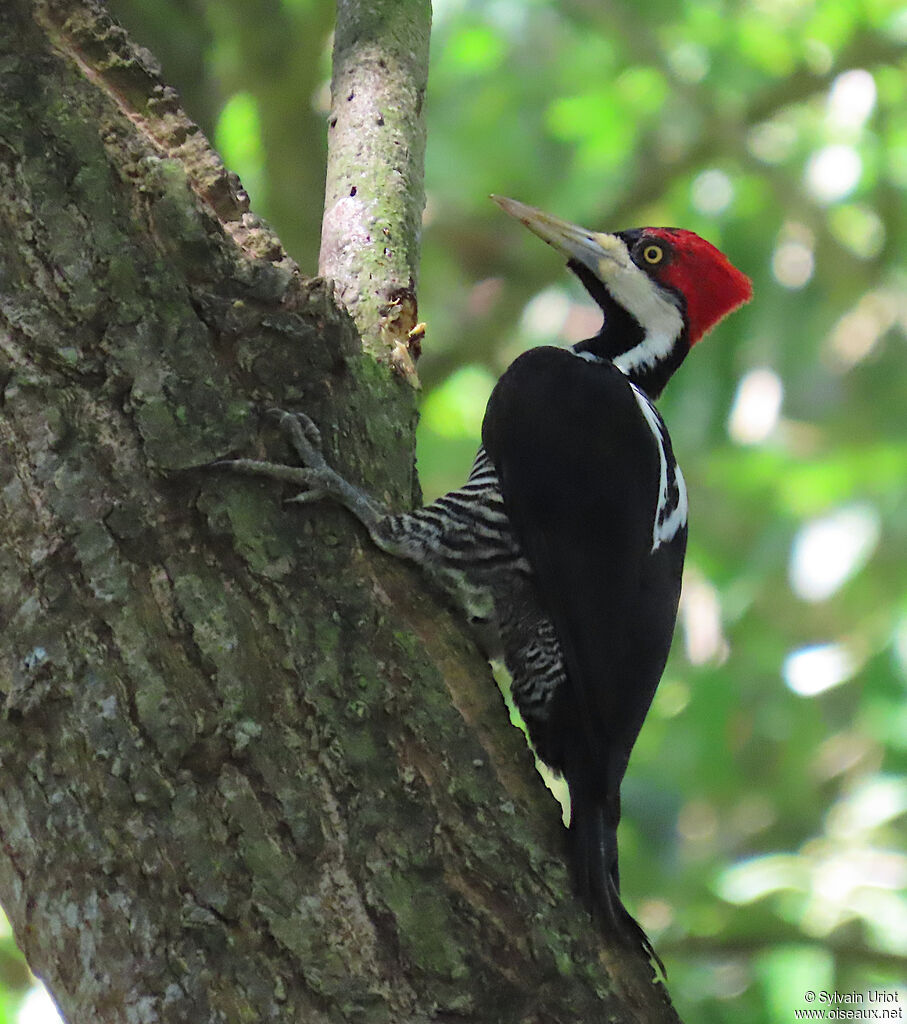 Pic de Malherbe femelle adulte
