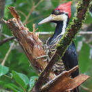Pic de Malherbe