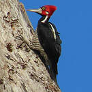 Pic de Malherbe