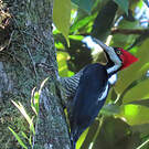 Pic de Malherbe