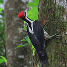 Pic de Malherbe