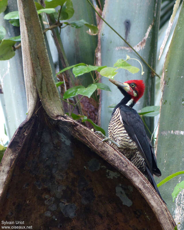 Crimson-crested Woodpecker male adult, habitat, pigmentation