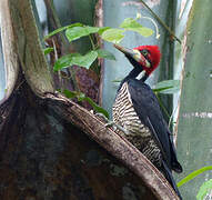 Crimson-crested Woodpecker