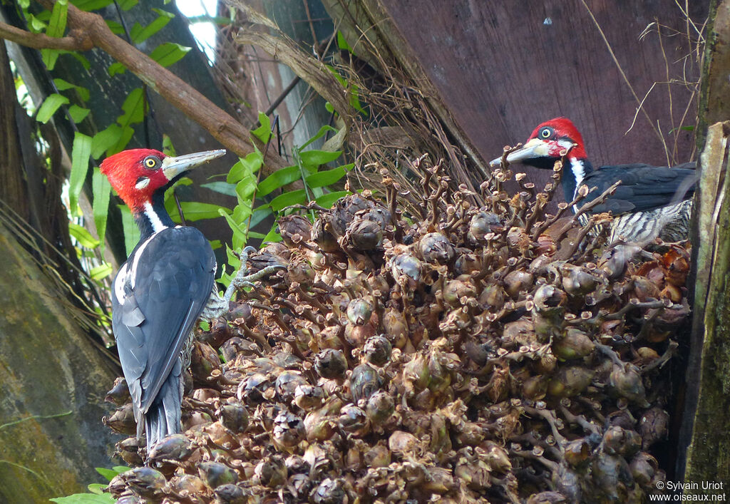 Crimson-crested Woodpecker male adult