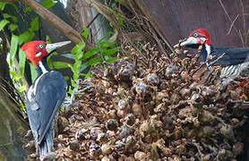 Crimson-crested Woodpecker