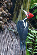 Crimson-crested Woodpecker