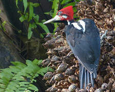 Crimson-crested Woodpecker