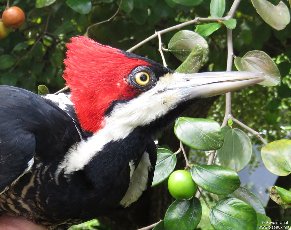 Crimson-crested Woodpecker female adult