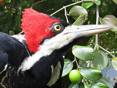 Crimson-crested Woodpecker