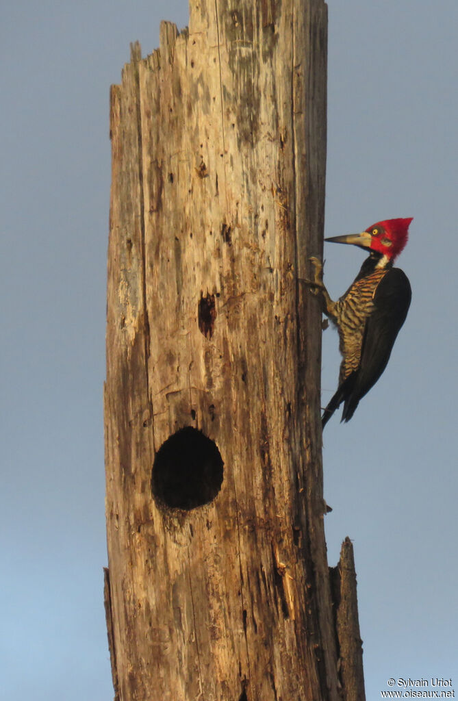 Crimson-crested Woodpecker female adult