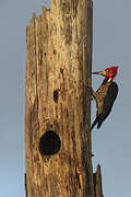 Crimson-crested Woodpecker