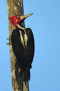 Crimson-crested Woodpecker