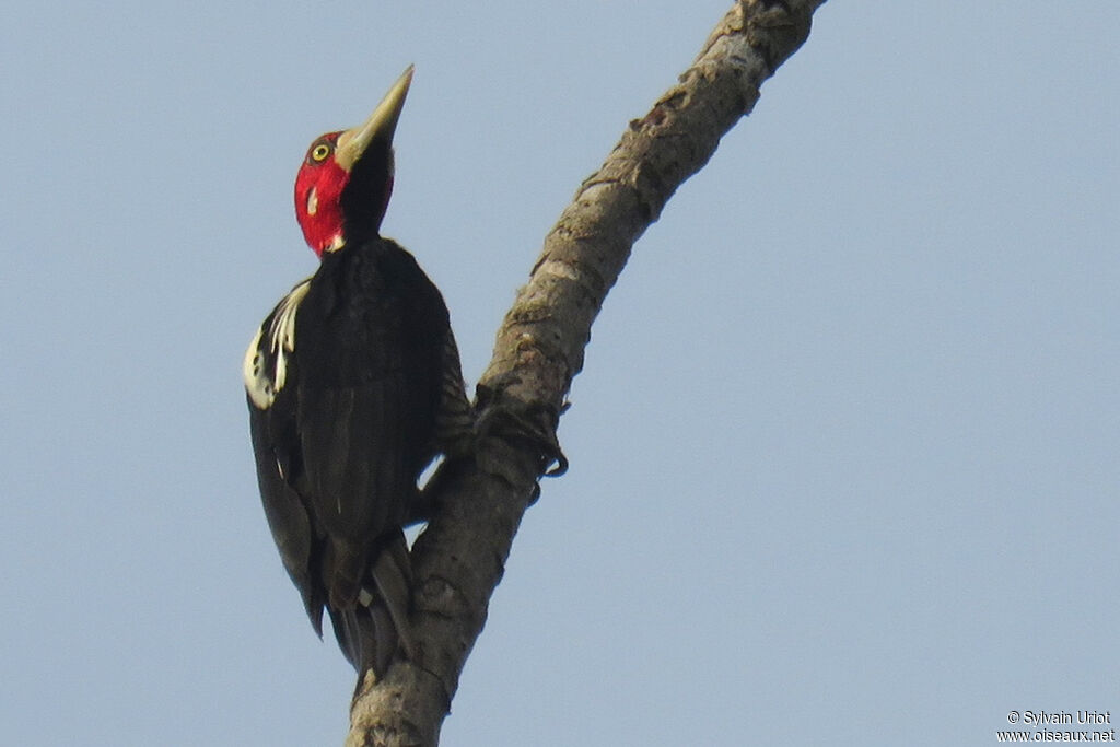 Crimson-crested Woodpecker female adult