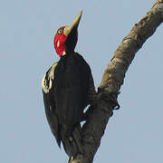 Crimson-crested Woodpecker