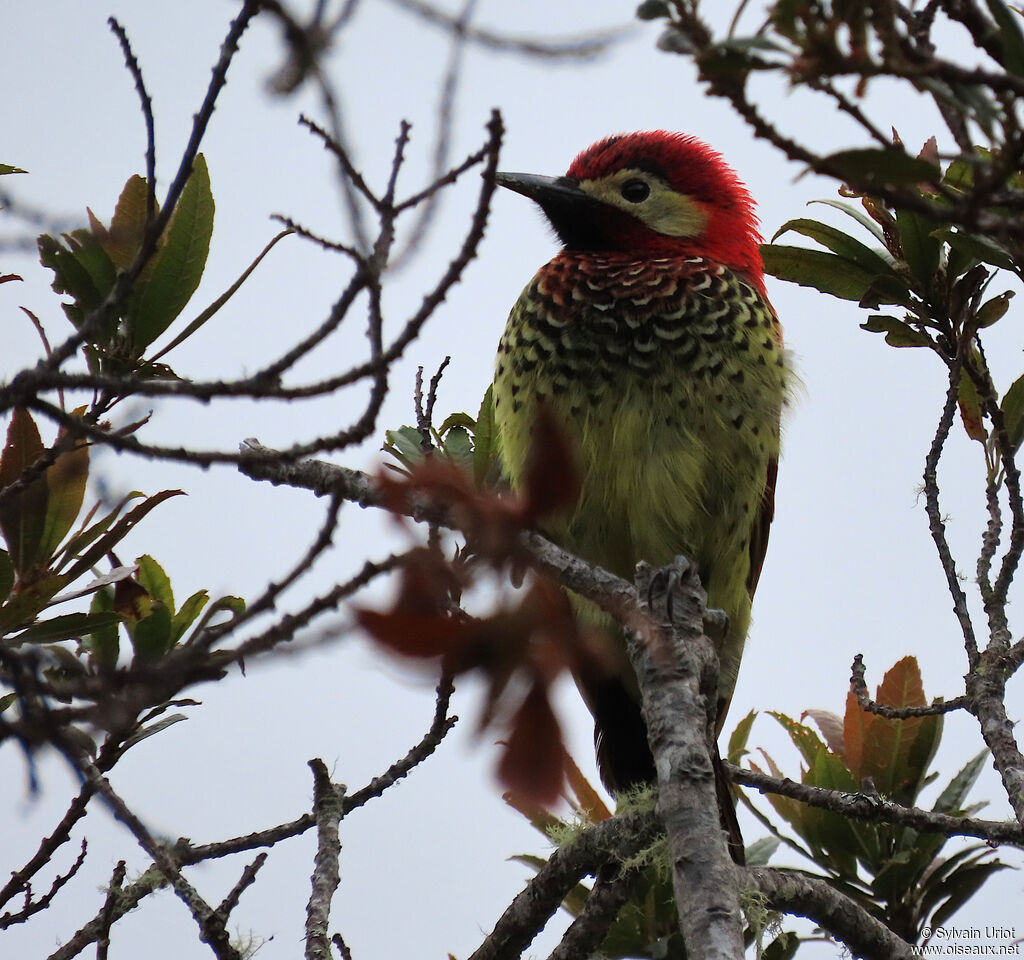 Crimson-mantled Woodpeckeradult