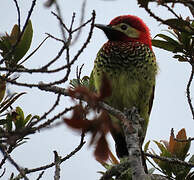 Crimson-mantled Woodpecker