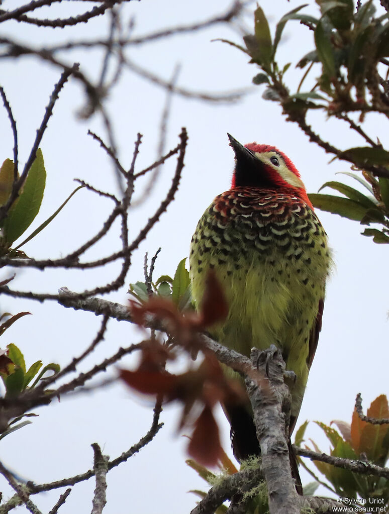 Crimson-mantled Woodpeckeradult