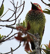 Crimson-mantled Woodpecker