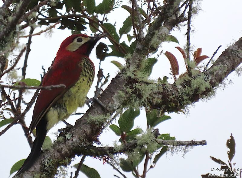 Crimson-mantled Woodpeckeradult