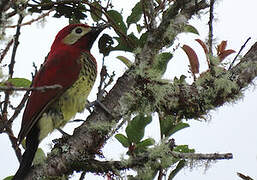 Crimson-mantled Woodpecker