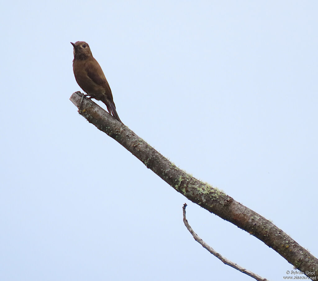 Smoky-brown Woodpecker female adult