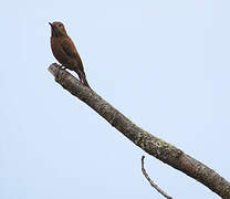 Smoky-brown Woodpecker