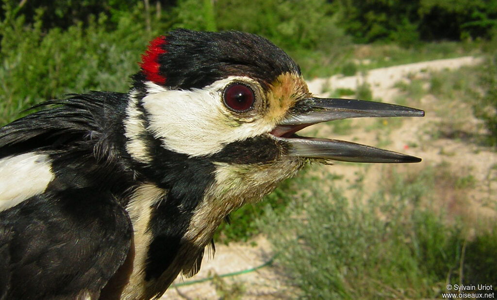 Great Spotted Woodpecker male adult, close-up portrait