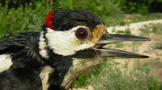 Great Spotted Woodpecker