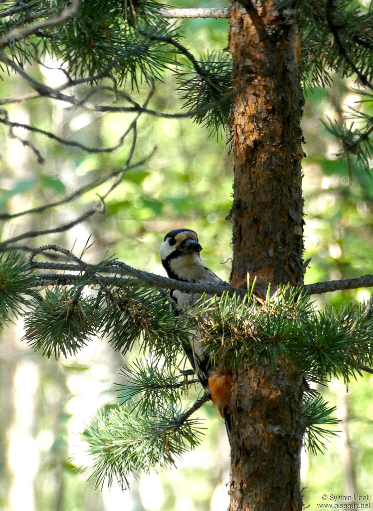 Great Spotted Woodpeckeradult