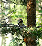 Great Spotted Woodpecker