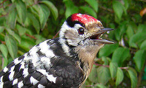 Lesser Spotted Woodpecker